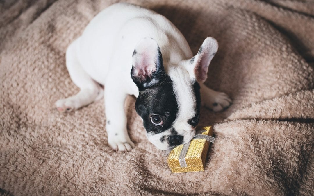 5 Gift Ideas for Every Pet and Their Owner